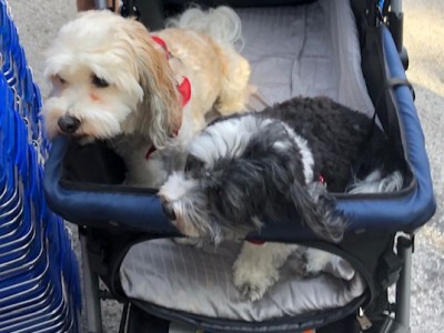 Saturday Morning Market